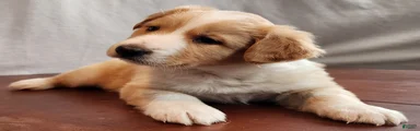 Mo