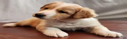 English Shepherd dogs for sale: Mo - Ad 1
