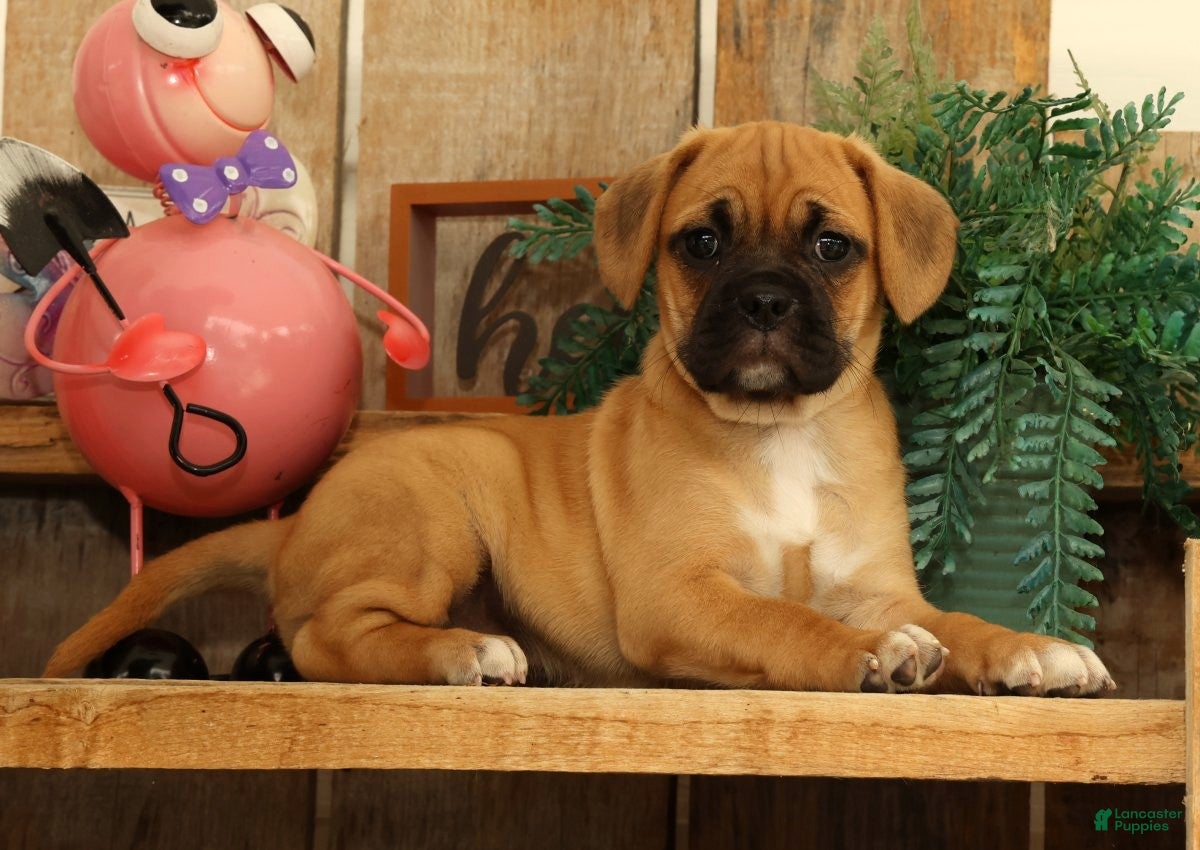 Puggle dogs Ivy - Ad 1