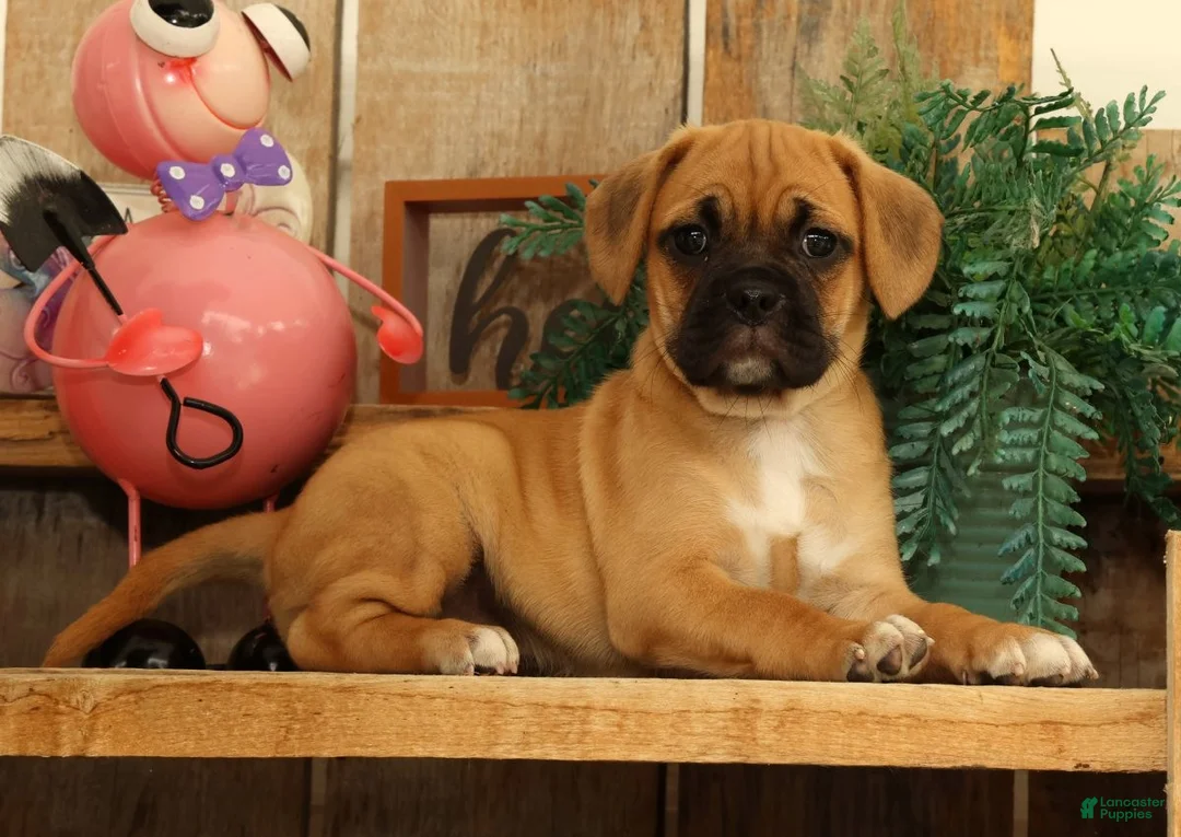 Puggle dogs for sale: Ivy - Ad 1
