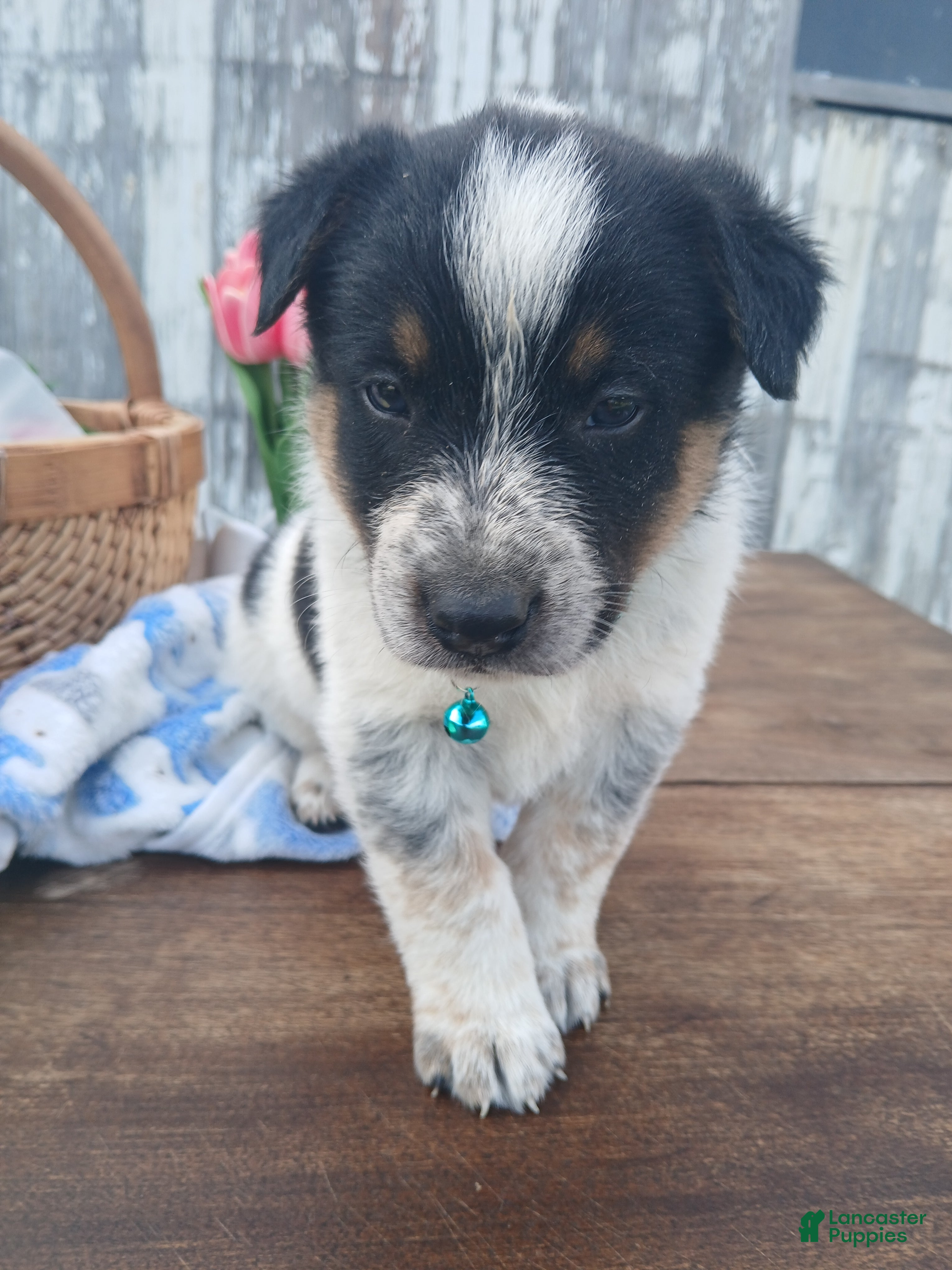 Australian Cattle Dog dogs Australian Cattle Dog Puppy 5 Noel - Ad 23
