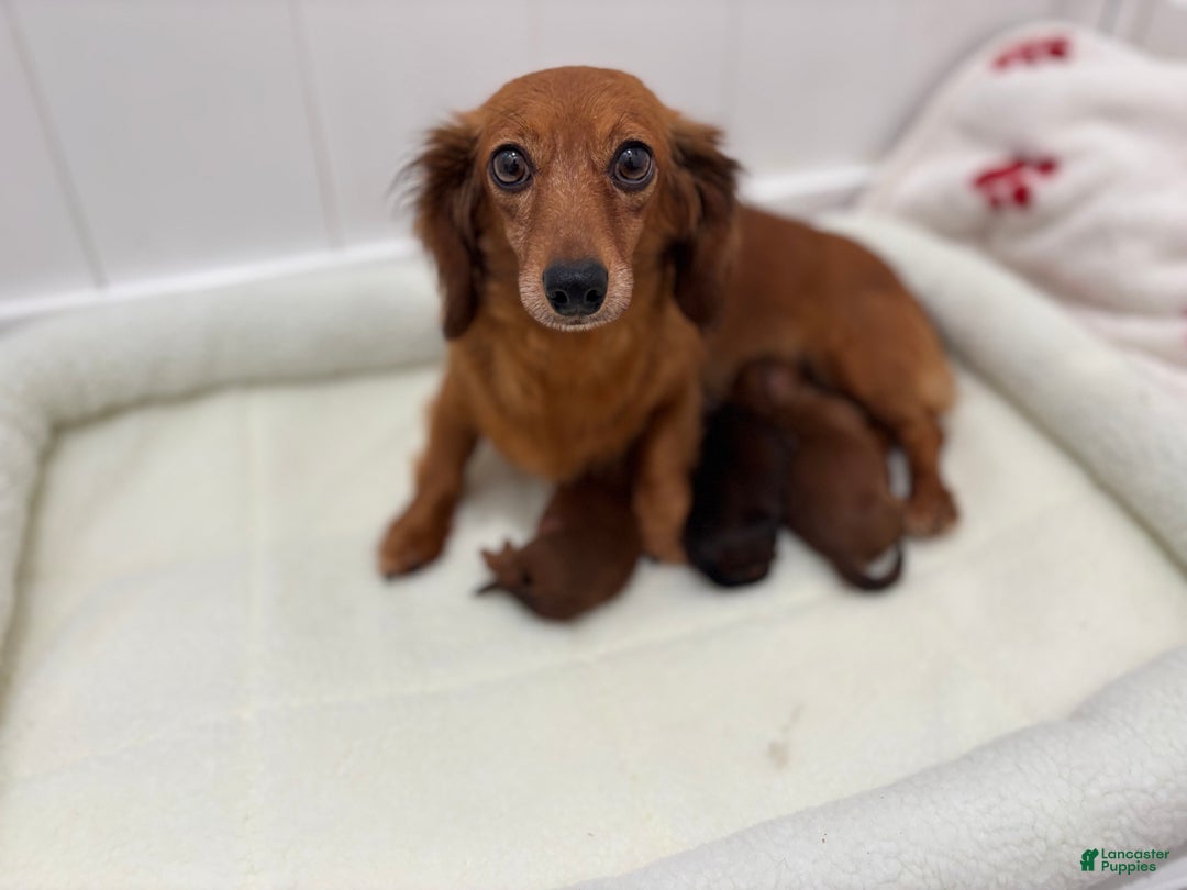 Miniature Dachshund dogs for sale: Marlo - Ad 9