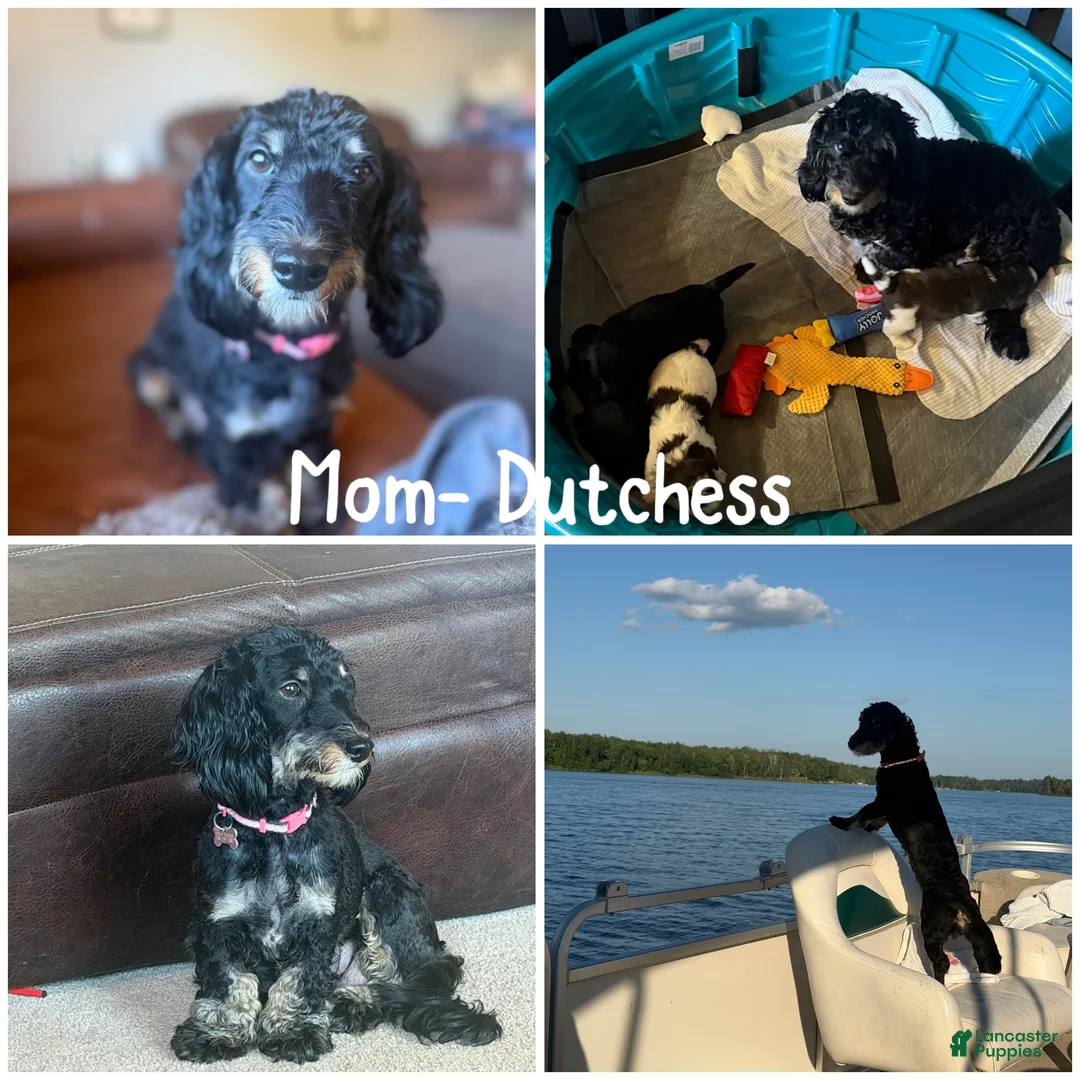 Mixed Breed dogs for sale: Tiana  - Ad 5
