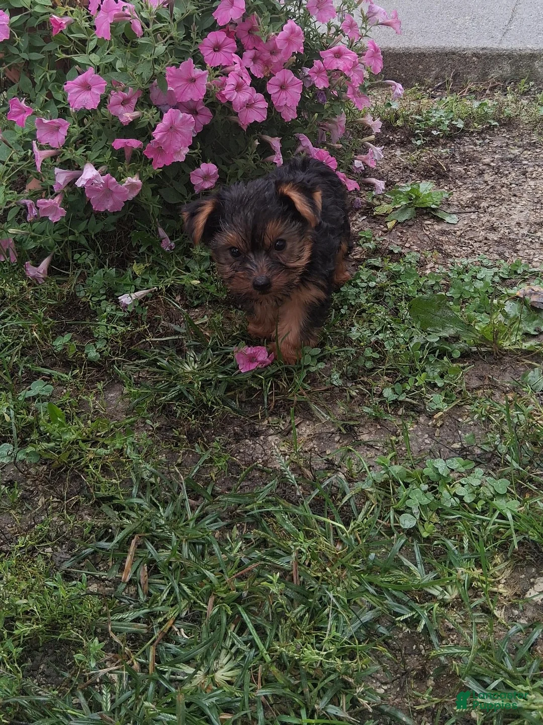Yorkshire Terrier dogs for sale: Alena - Ad 1