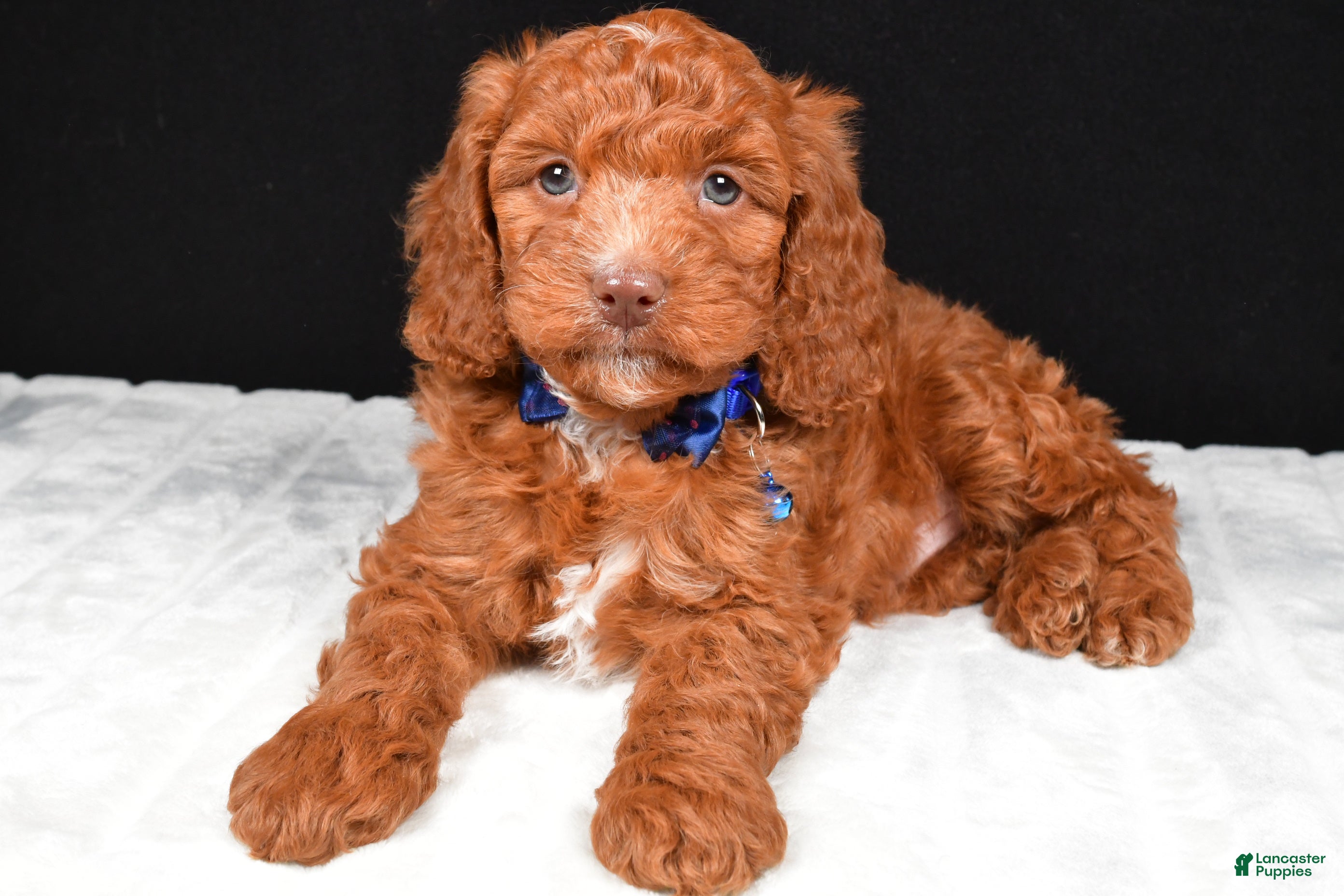 Cavapoo dogs Captain - Ad 1