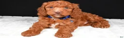 Cavapoo dogs for sale: Captain - Ad 1