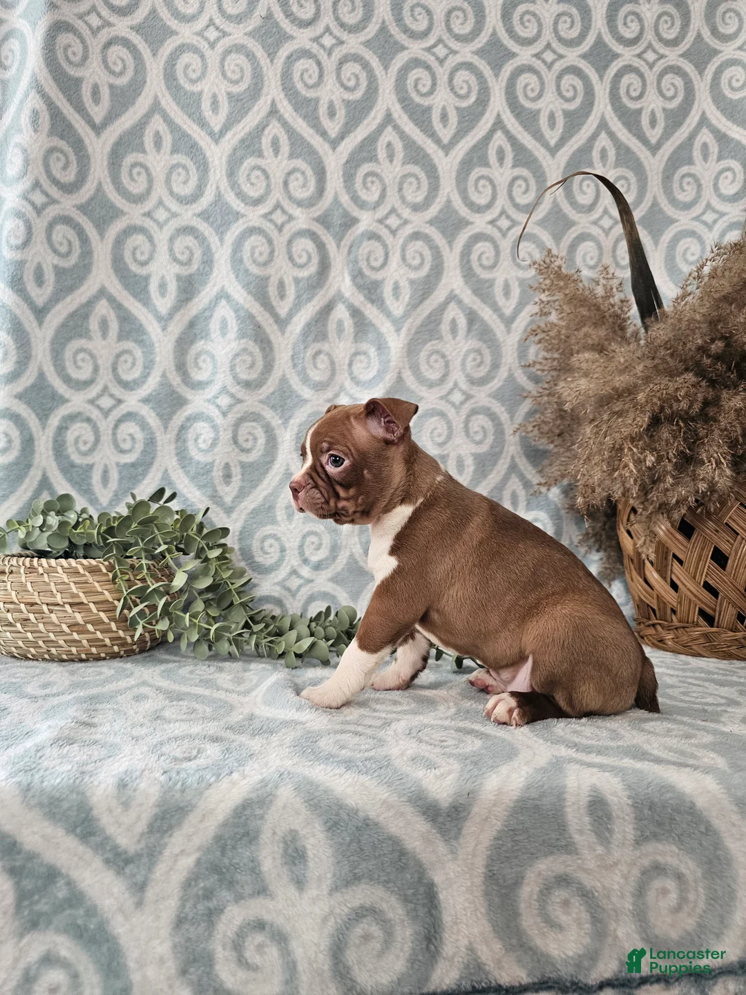 Boston Terrier dogs for sale: Genny - Ad 3