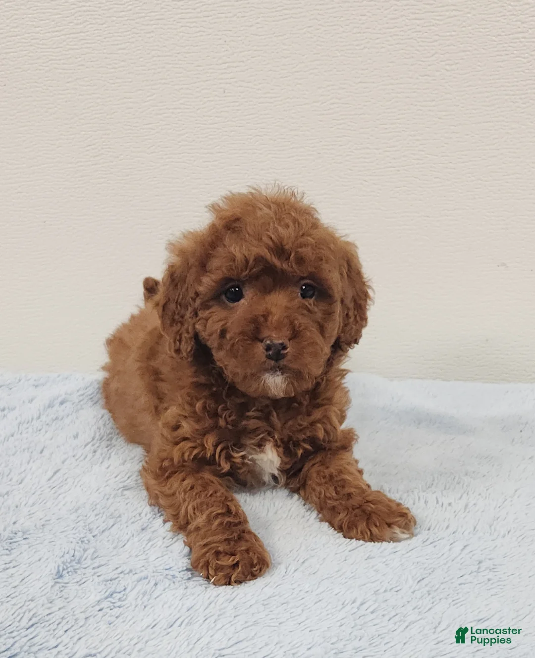 Mini Goldendoodle dogs for sale: Rover - Ad 8