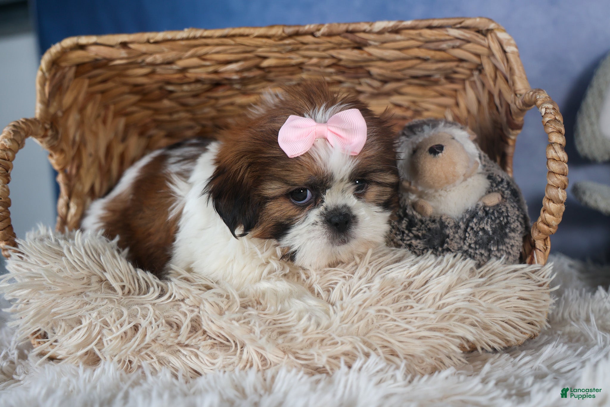 Shih Tzu dogs COOKIE - Ad 2