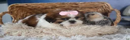 Shih Tzu dogs for sale: COOKIE - Ad 2