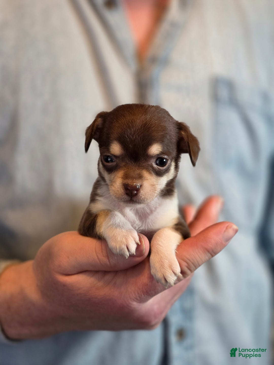 Chihuahua dogs for sale: Dark Choco Nugget - Ad 9