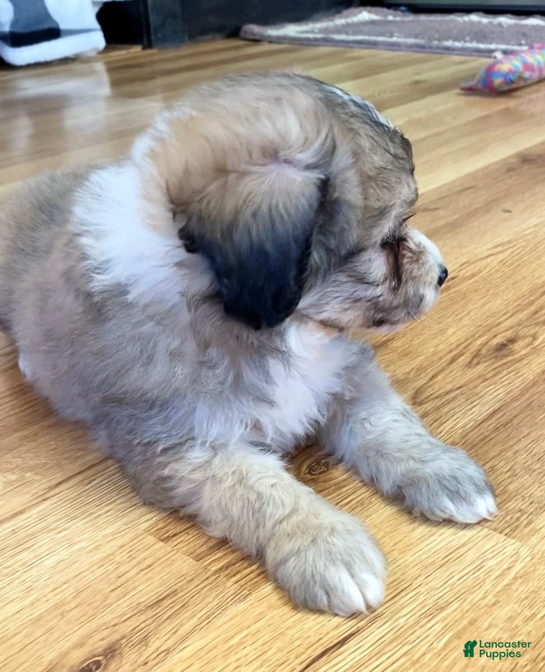 Mini Aussiedoodle dogs for sale: Charlie - Ad 2