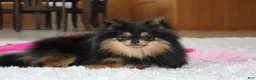 Pomeranian dogs for sale: Teacup Macy - Ad 5