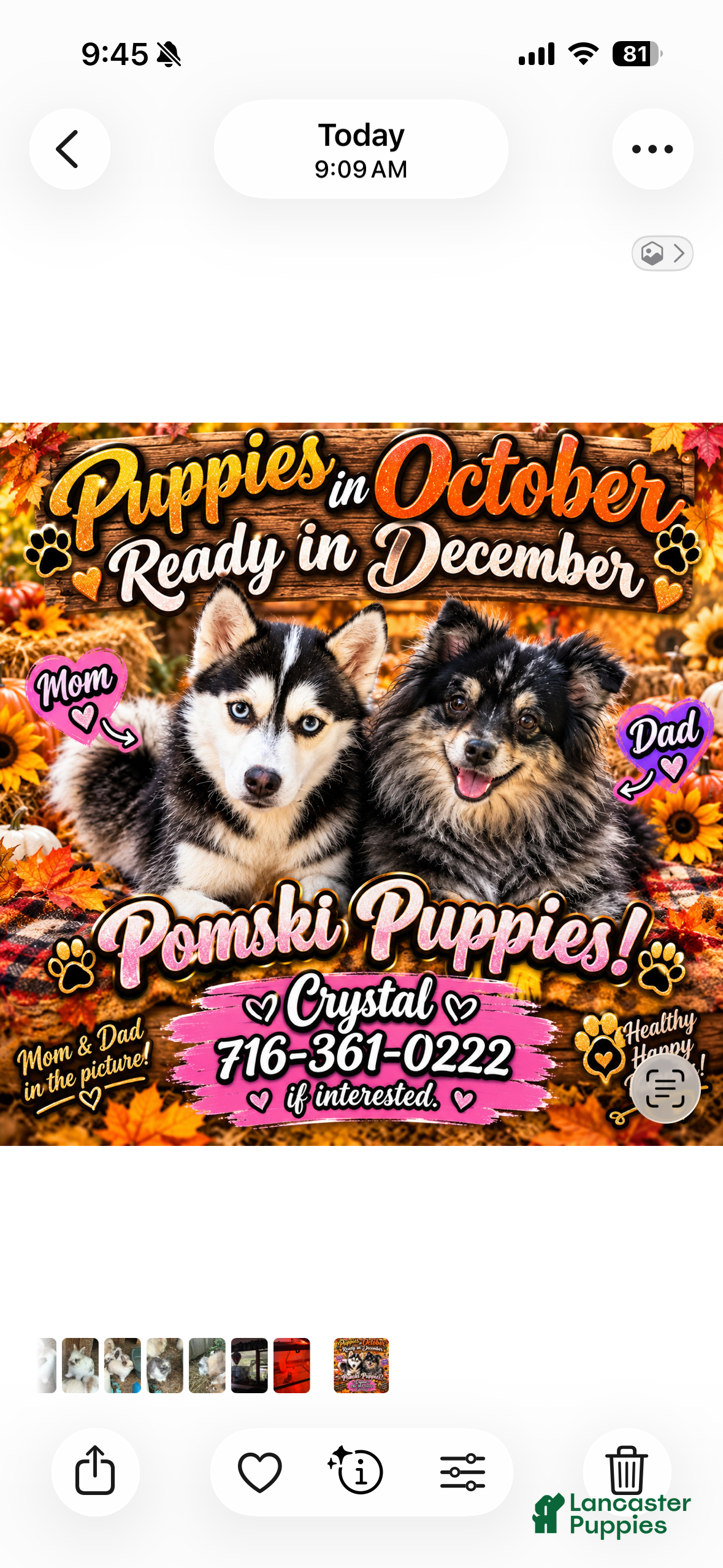 Pomsky dogs Pomsky 2 - Ad 8
