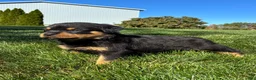Rottweiler dogs for sale: Rosie - Ad 3