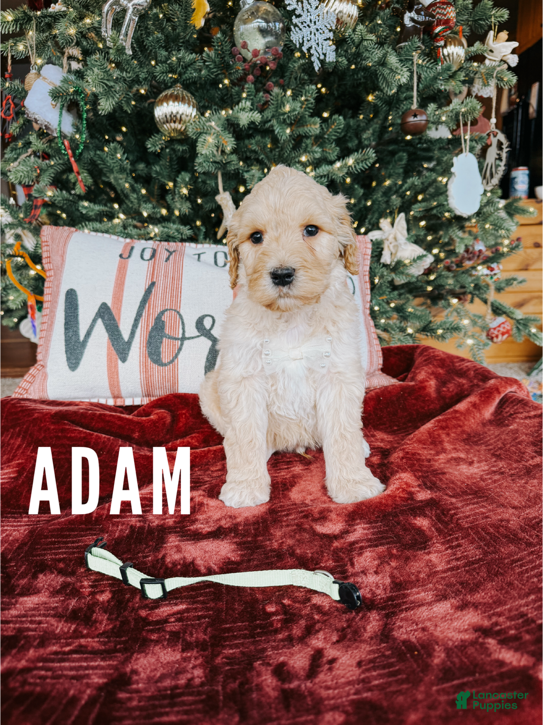 Goldendoodle dogs for sale: Adam - Ad 1