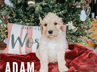 Goldendoodle dogs Adam - Ad 35