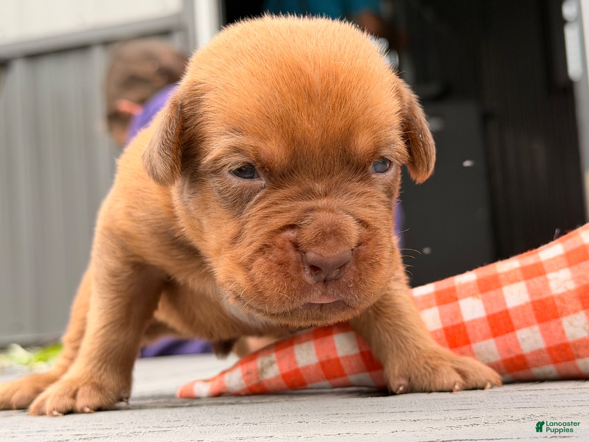 Dogue De Bordeaux dogs for sale: Burkin - Ad 4