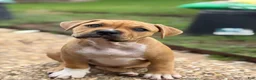 American Bully dogs for sale: CoCo - Ad 5