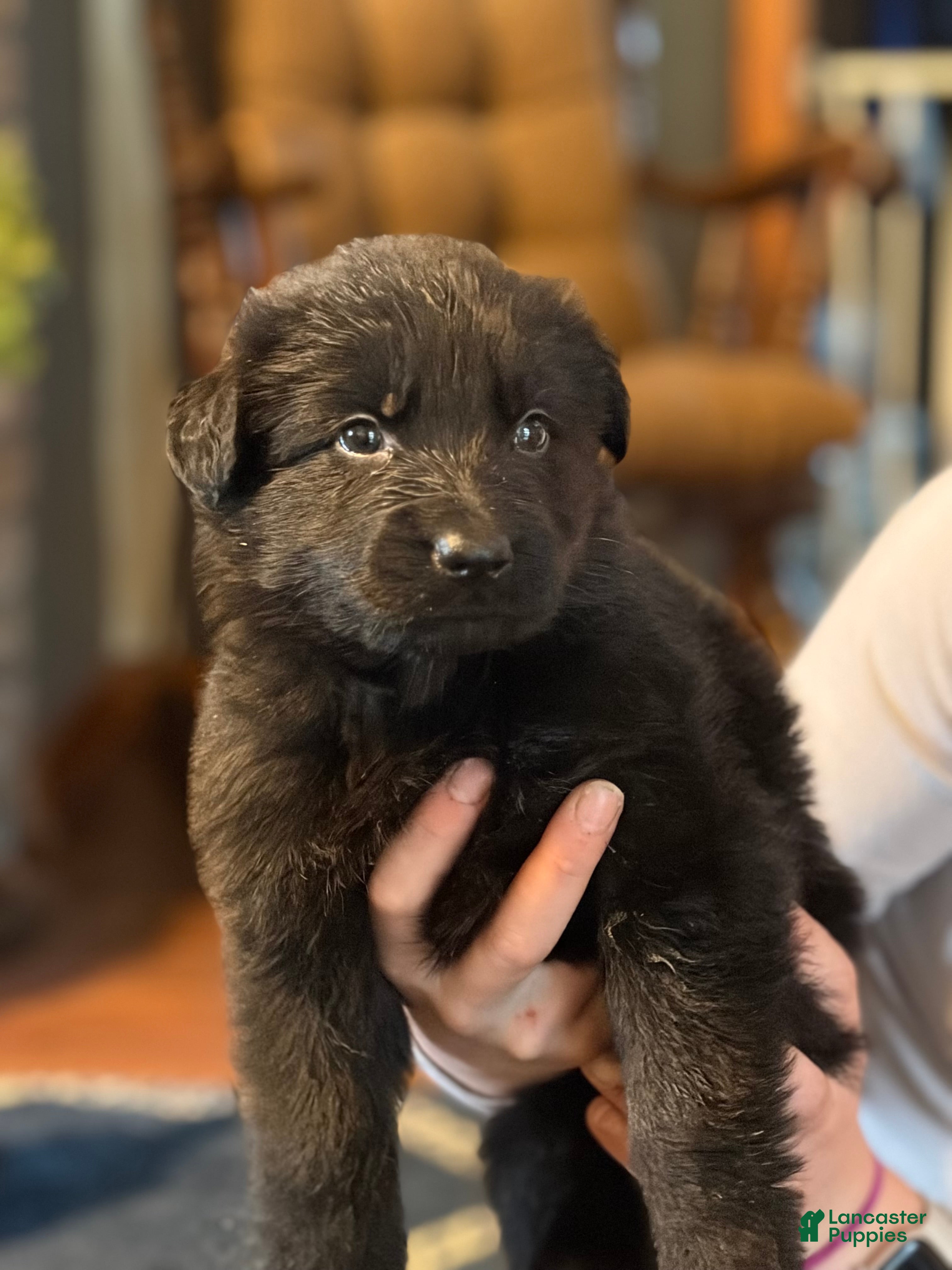 German Shepherd dogs for sale: German Shepherd Puppy 5 - Ad 1