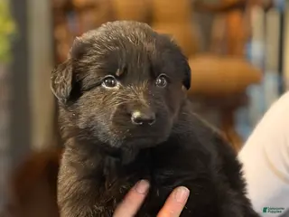 German Shepherd dogs for sale: German Shepherd Puppy 5 - Ad 1