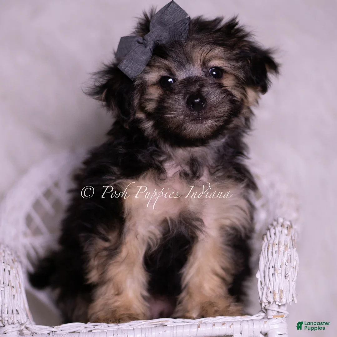 Morkie dogs for sale:  Donte - Ad 2