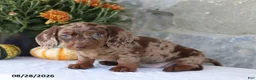 Miniature Dachshund dogs for sale: Hadley - Ad 3