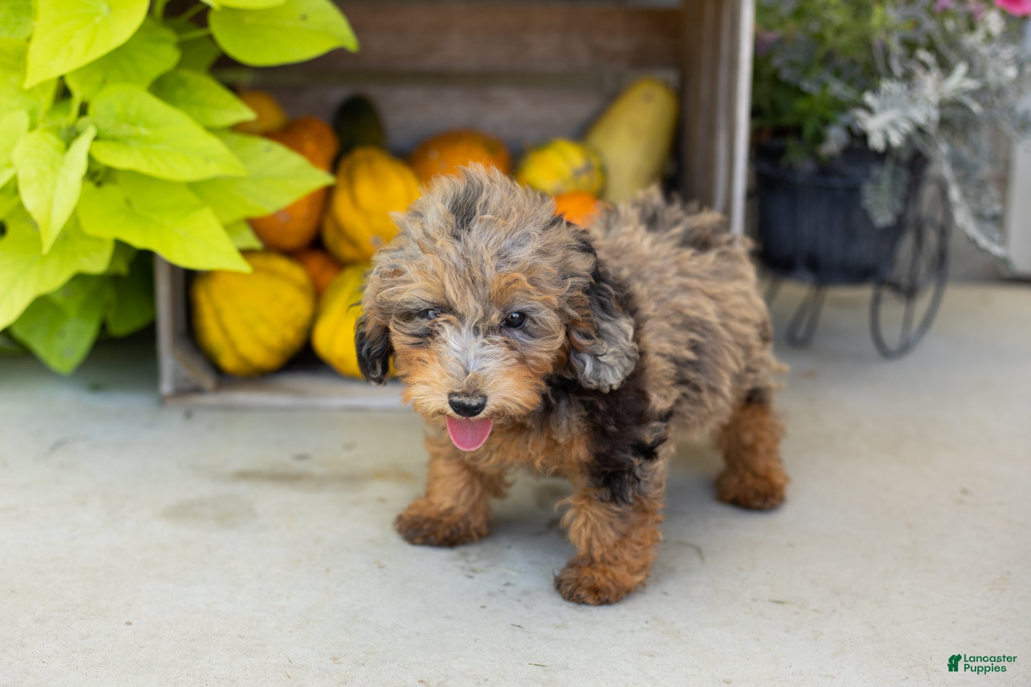 Miniature Poodle dogs Sawyer  - Ad 7