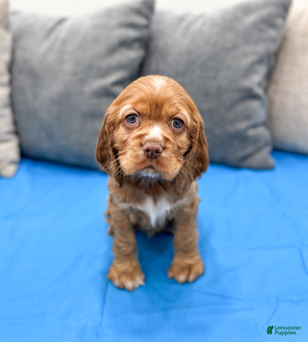 Cocker Spaniel dogs for sale: Lila - Ad 1