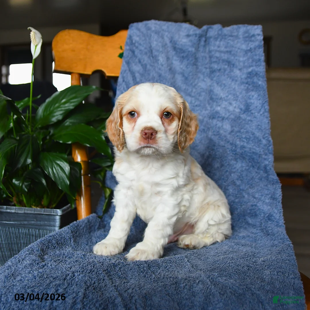 English Cocker Spaniel dogs for sale: Moon   - Ad 3