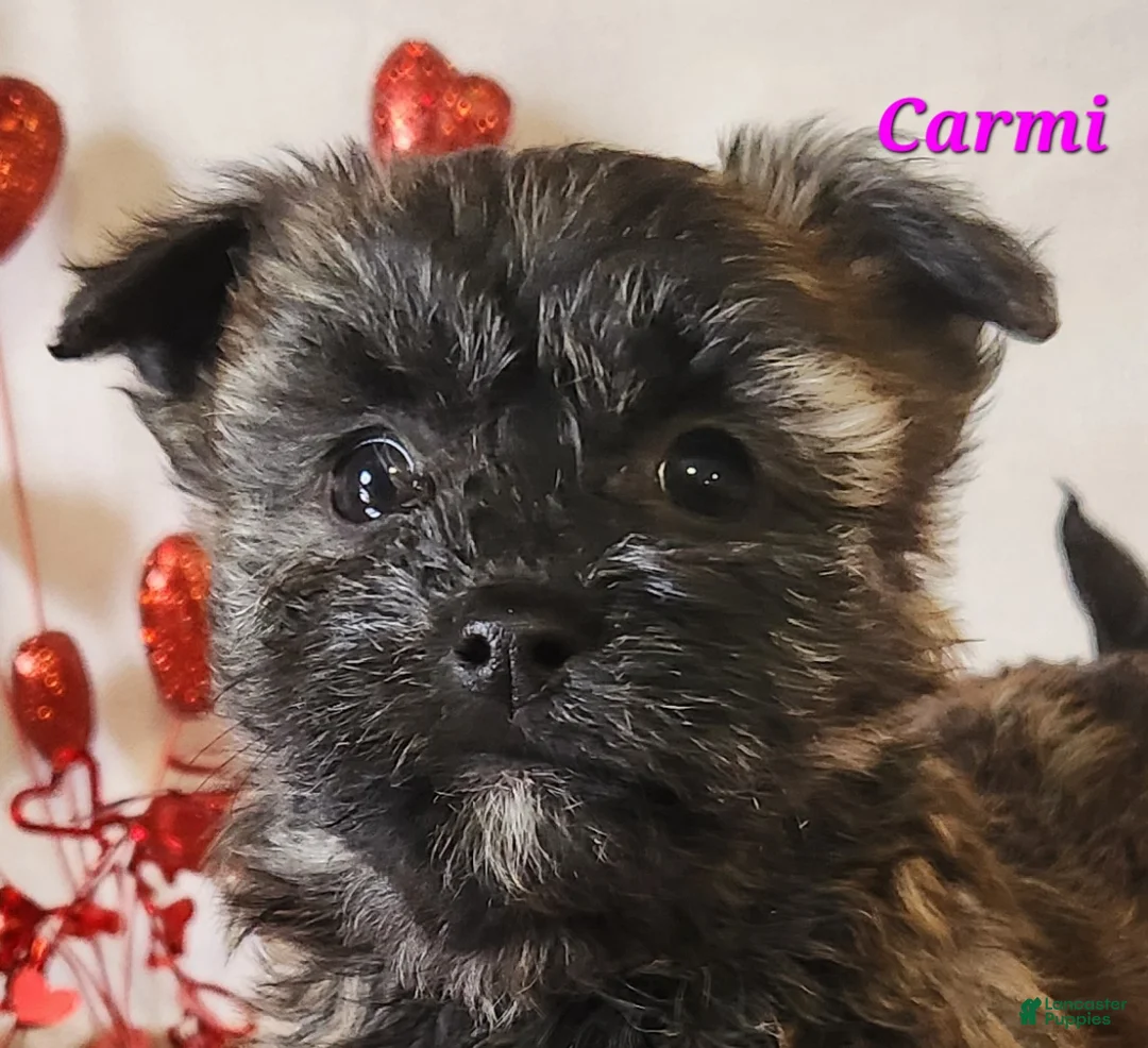 Yochon dogs for sale: Carmi - Ad 1