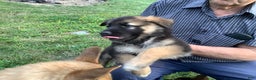 German Shepherd dogs for sale: Puppy 3 Female - Ad 10