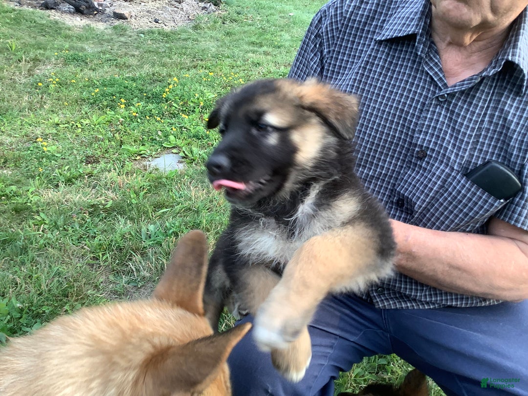 German Shepherd dogs for sale: Puppy 3 Female - Ad 10