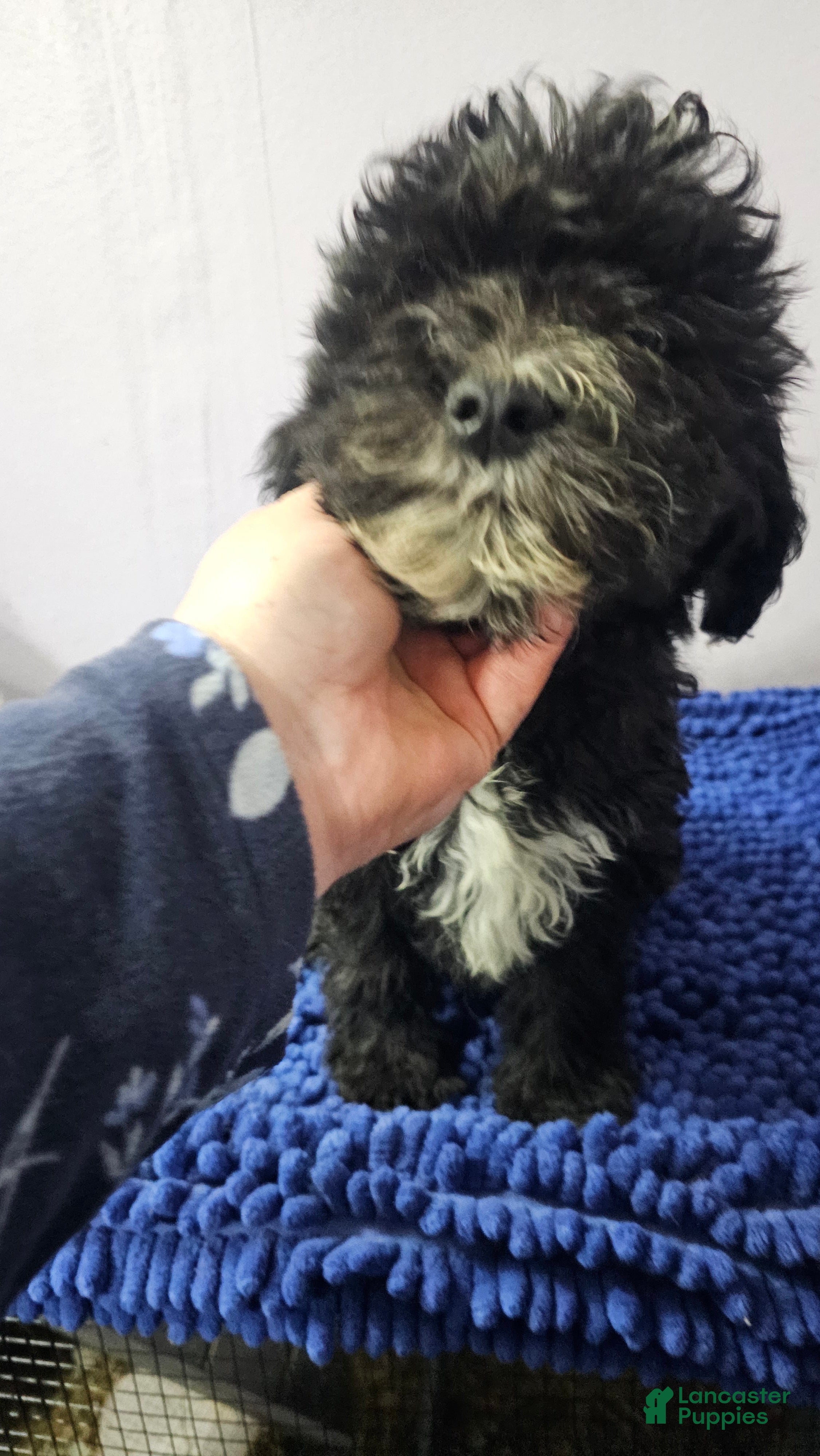 Sheepadoodle dogs Orange collar boy Sheepadoodle  - Ad 17