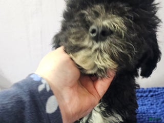 Sheepadoodle dogs Orange collar boy Sheepadoodle - Ad 21