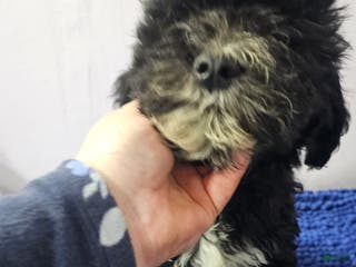 Sheepadoodle dogs Orange collar boy Sheepadoodle - Ad 26