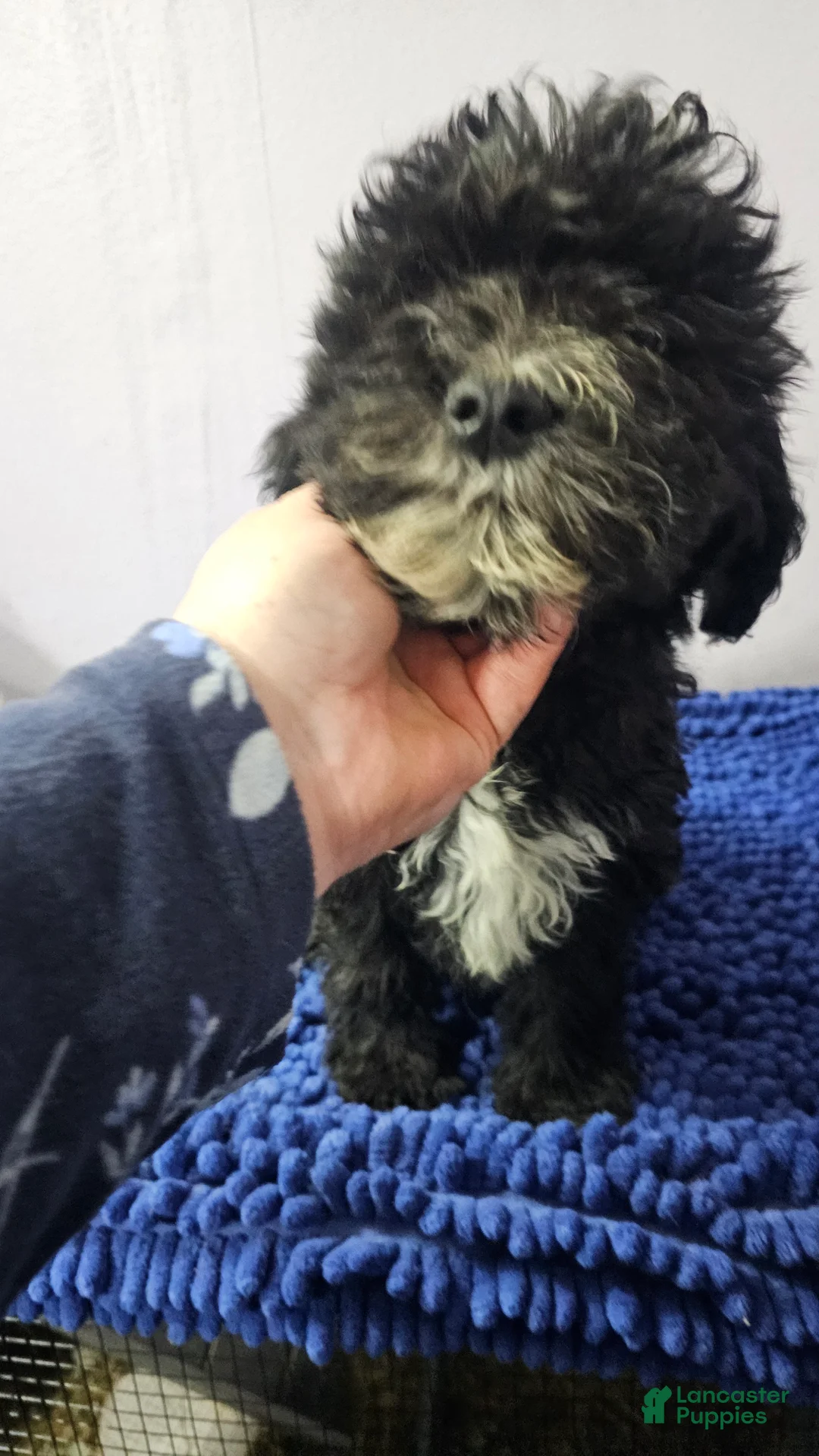 Sheepadoodle dogs for sale: Orange collar boy Sheepadoodle  - Ad 1