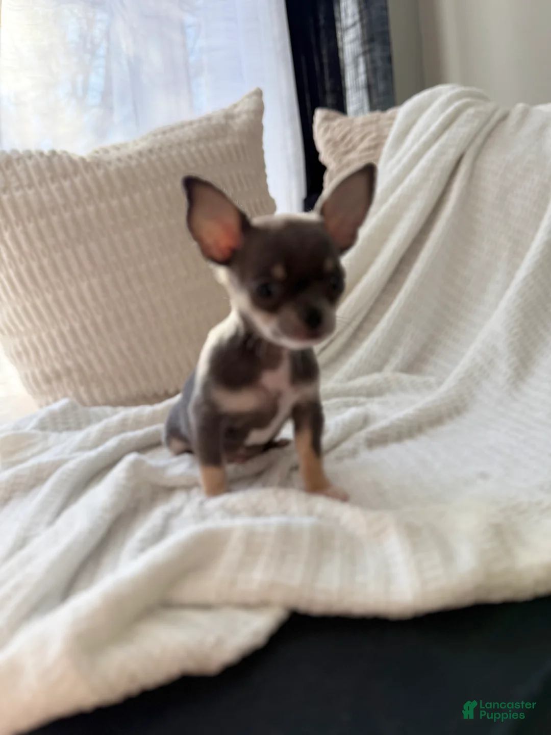 Chihuahua dogs for sale: Tito Black&Tan  - Ad 3