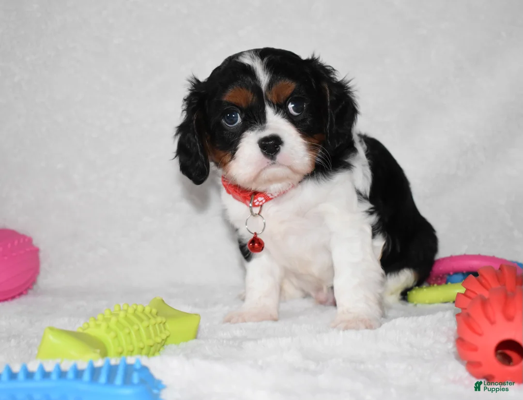 Cavalier King Charles Spaniel dogs for sale: Quentin - Ad 5
