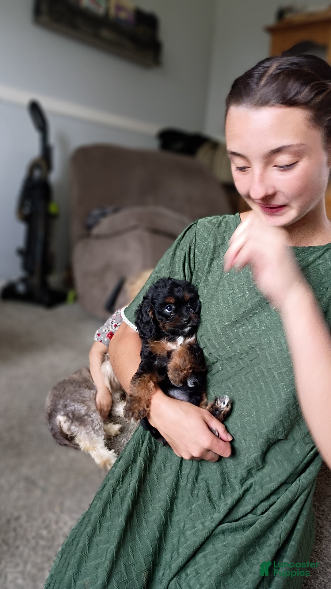 Cavapoo dogs for sale: Sasha - Ad 44