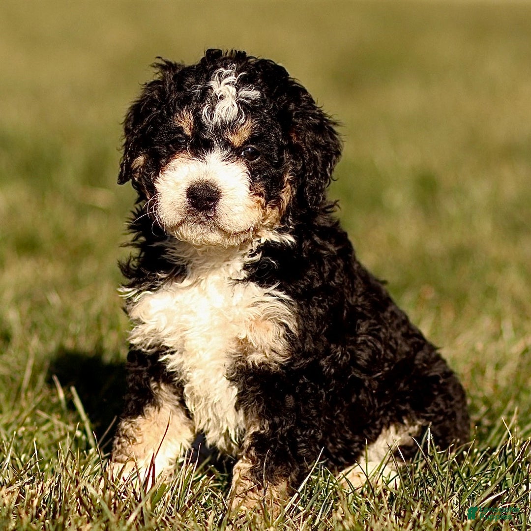 Mini Bernedoodle dogs for sale: Hazel - Ad 4