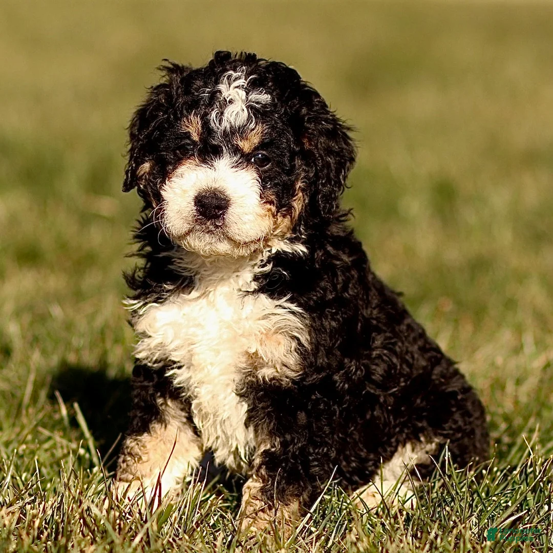 Mini Bernedoodle dogs for sale: Hazel - Ad 7