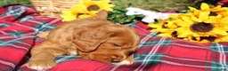 Mixed Breed dogs for sale: Posey - Irish Goldendoodle  - Ad 14