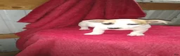 Jack Russell Terrier dogs for sale: Fido - Ad 7
