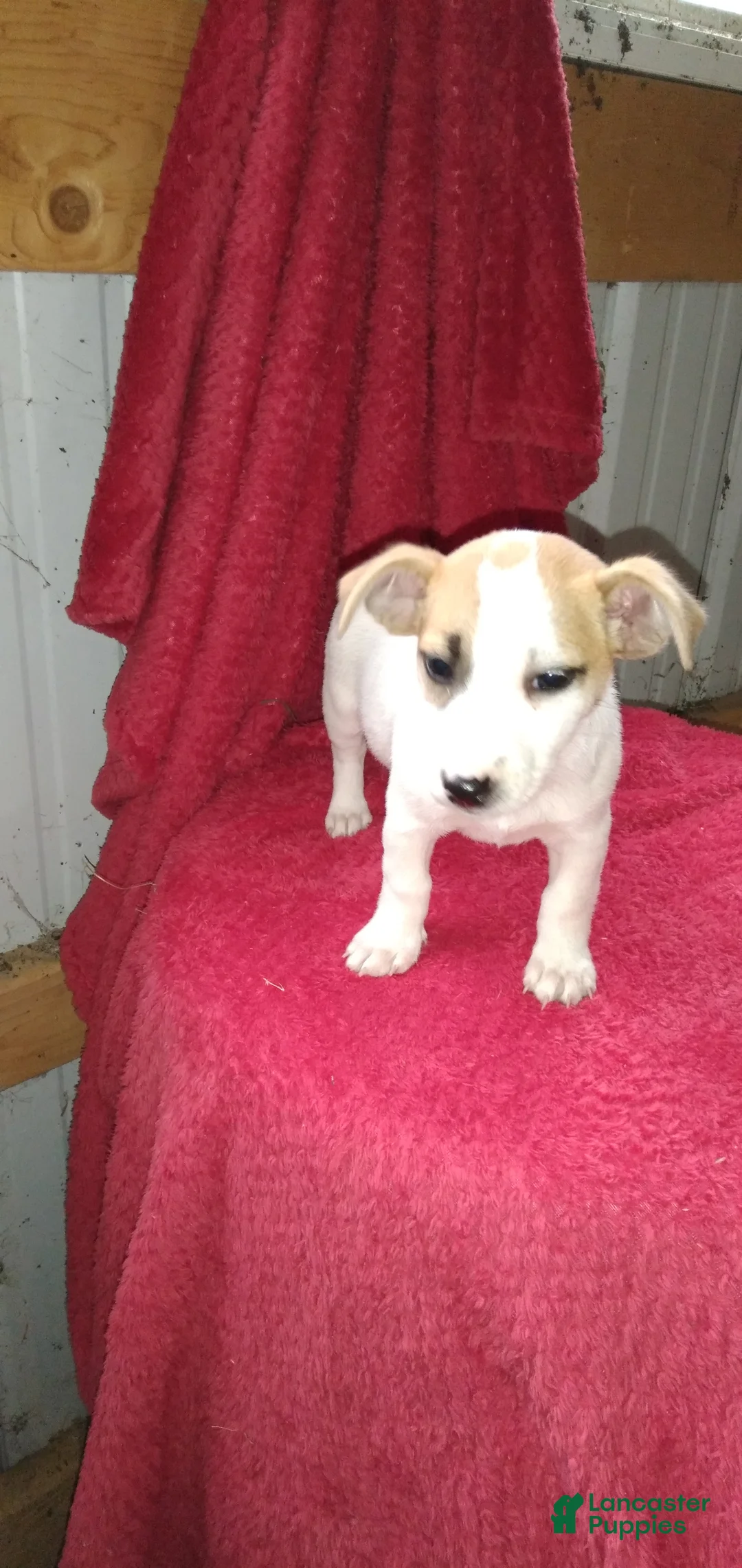 Jack Russell Terrier dogs for sale: Fido - Ad 7