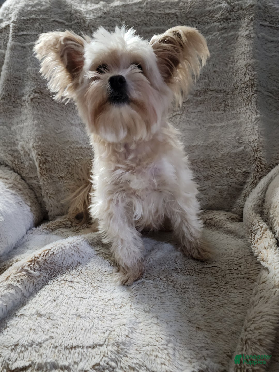 Pomapoo dogs for sale: Chole - Ad 3