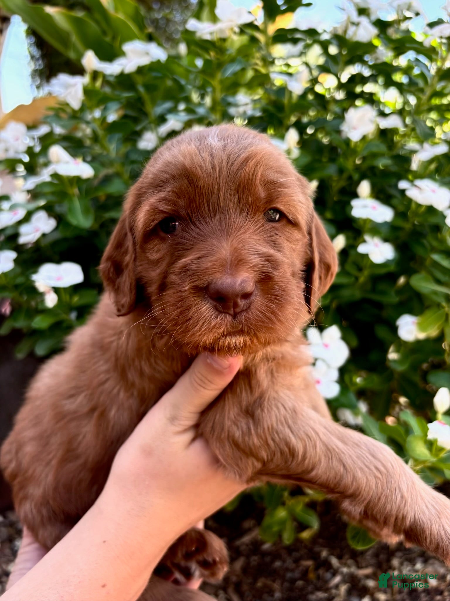 Irish Doodle dogs Irish Doodle Puppy- Arista - Ad 1