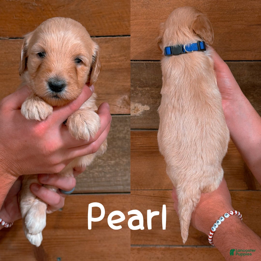 Saint Berdoodles dogs for sale: Pearl - Ad 2
