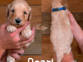 Saint Berdoodles dogs - Ad 25