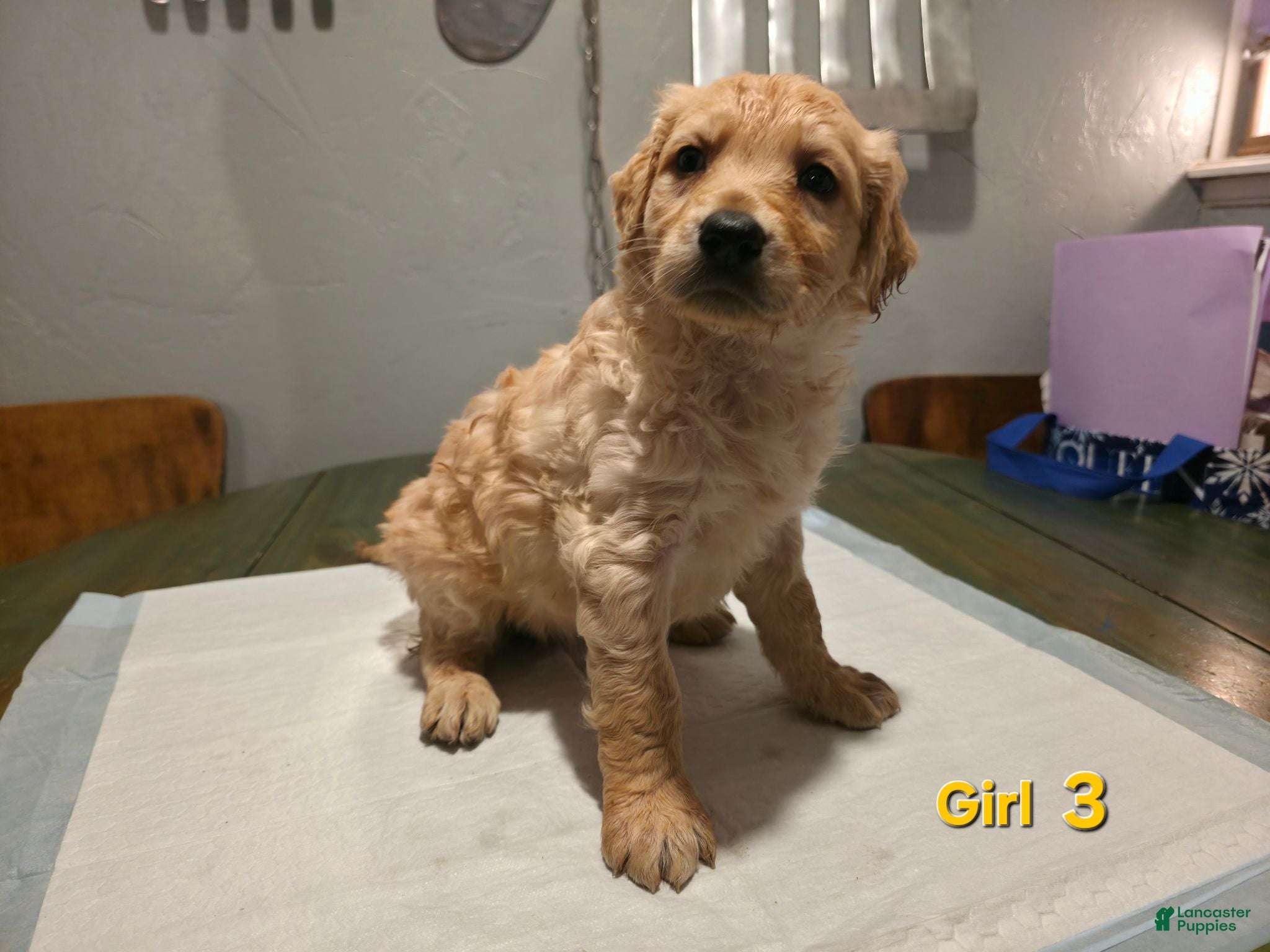 Goldendoodle dogs Goldendoodle female 3 - Ad 21